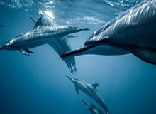 是否渴望像科比德克那样一人一城？库里：1000%！